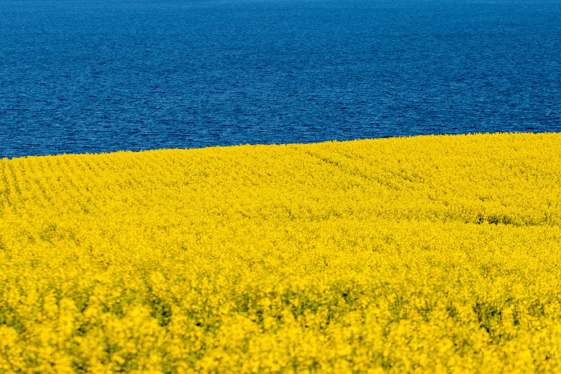 Rapsfält och sjö i svenskt slättlandskap