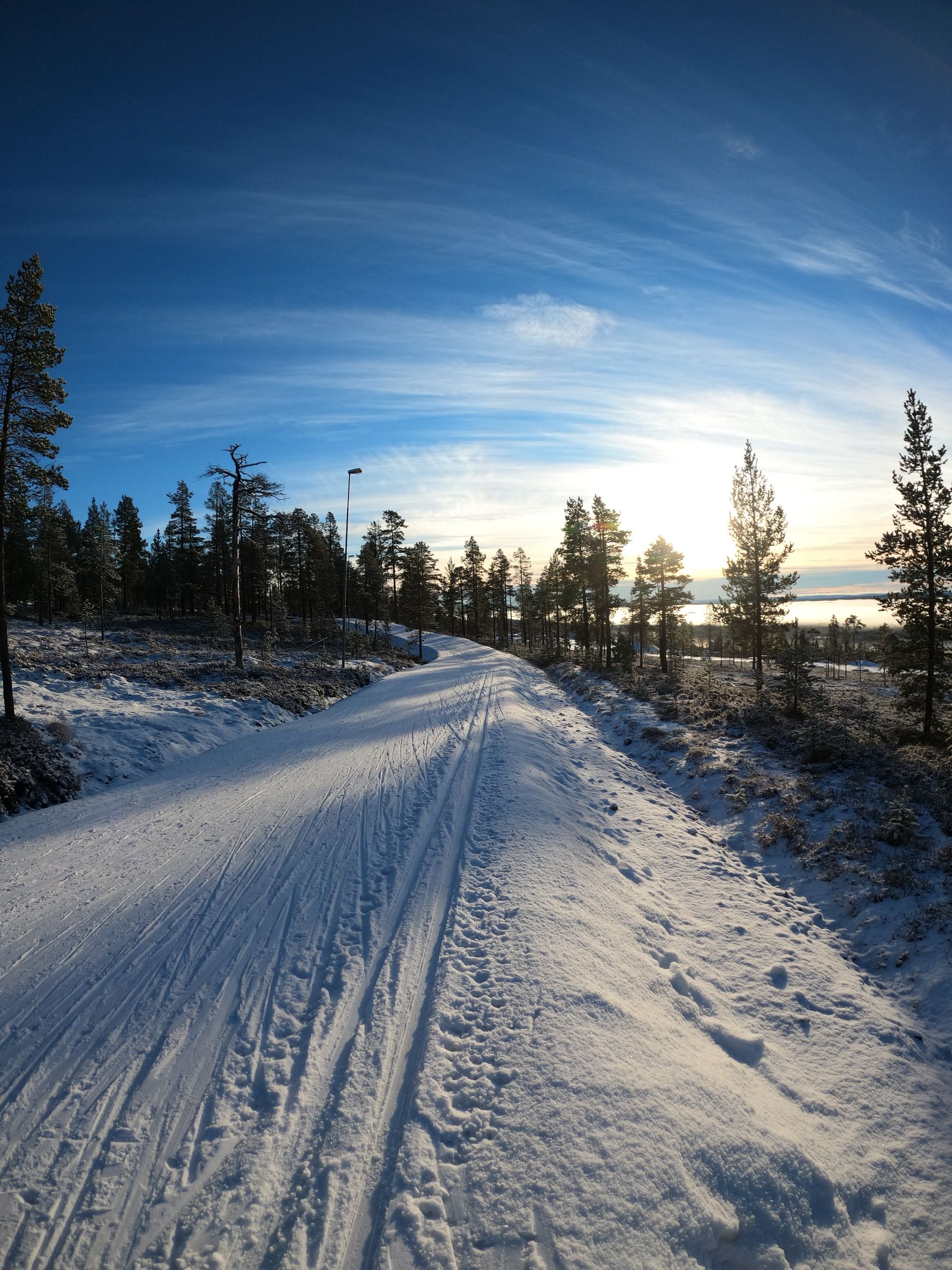 Solbelyst stig genom skog