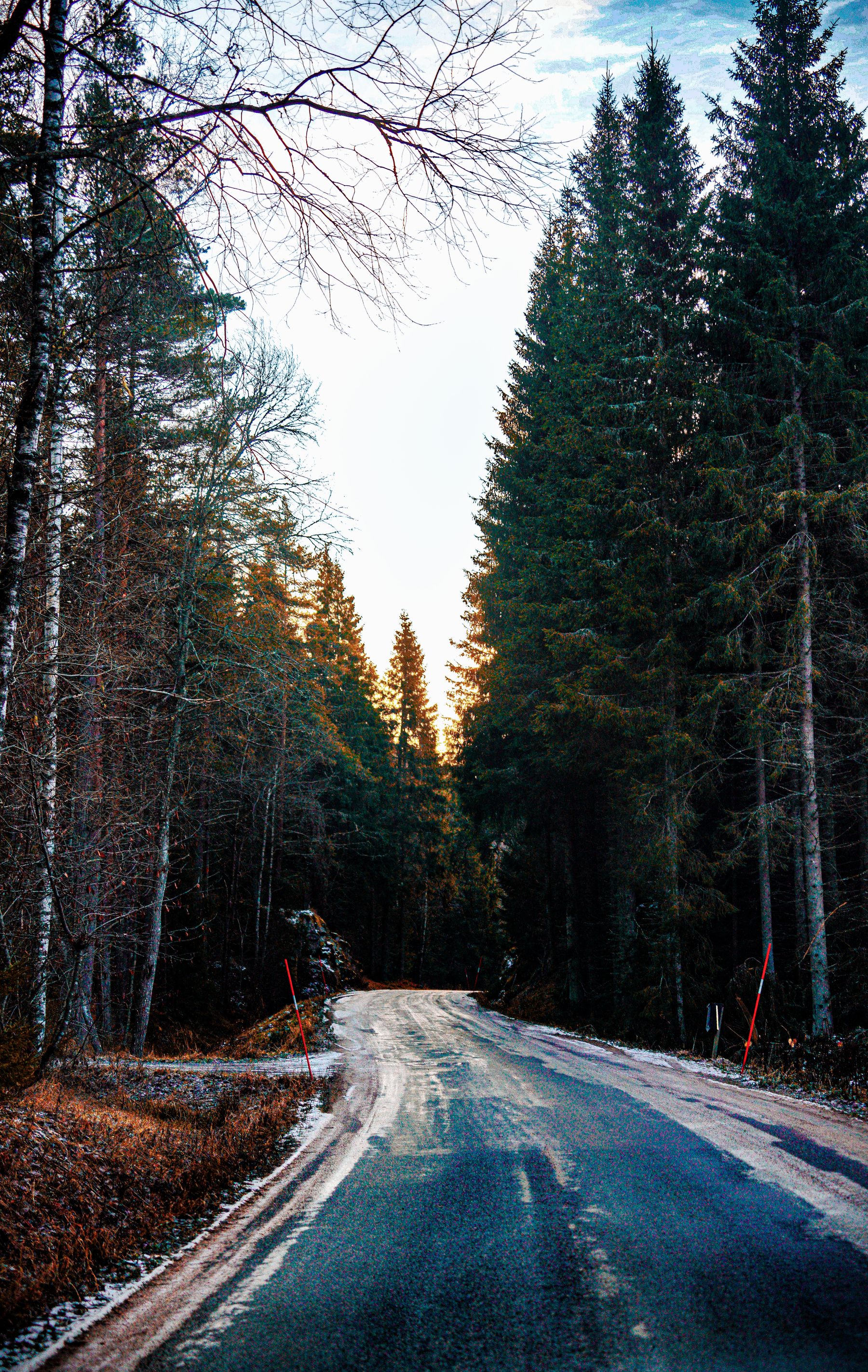 Vinterväg genom svensk granskog